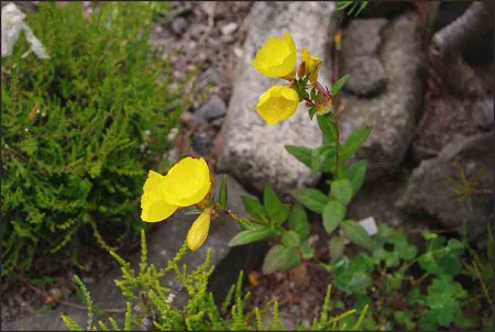 Oenothera tetragona.